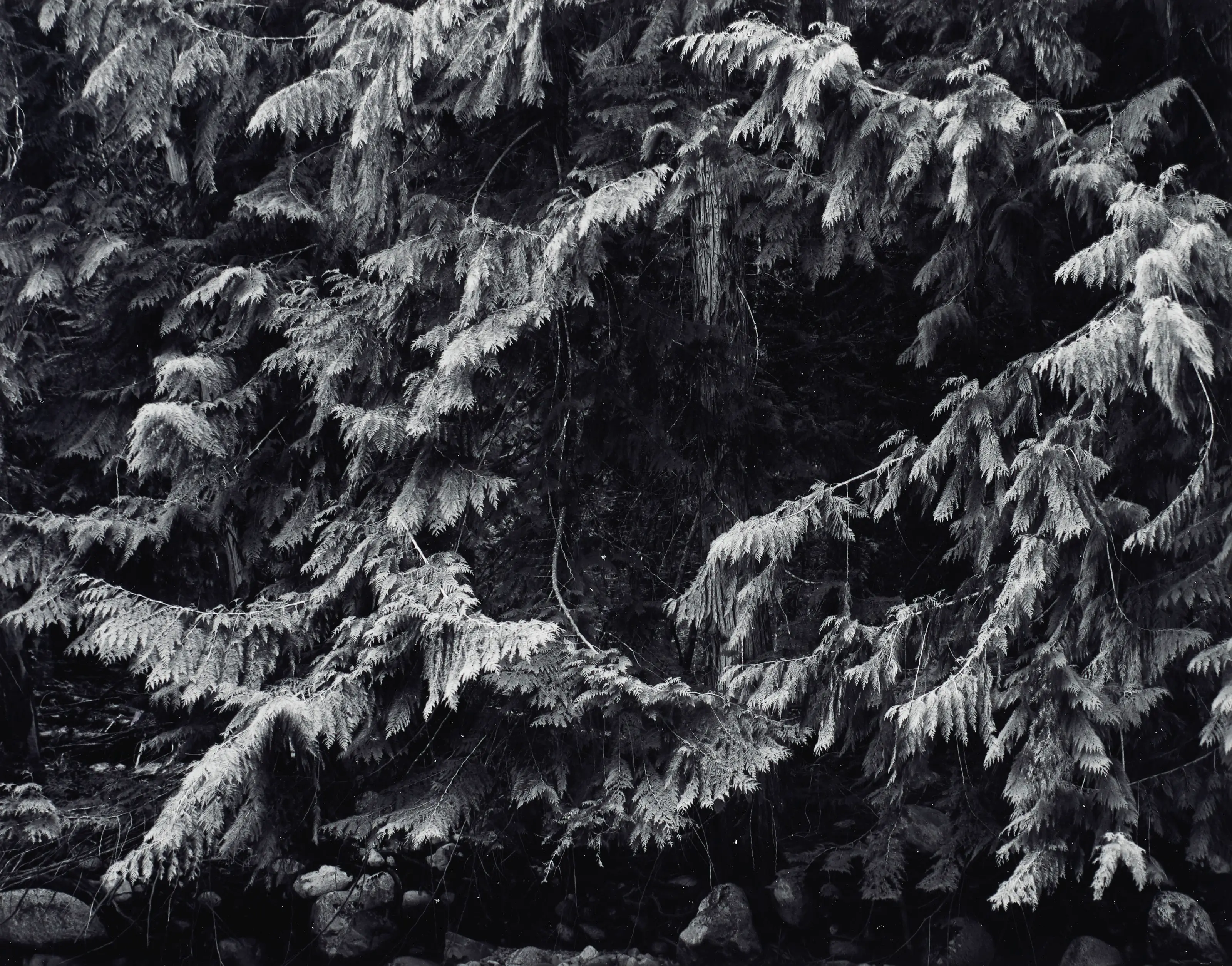 Snow accumulating on branches, large-format photograph